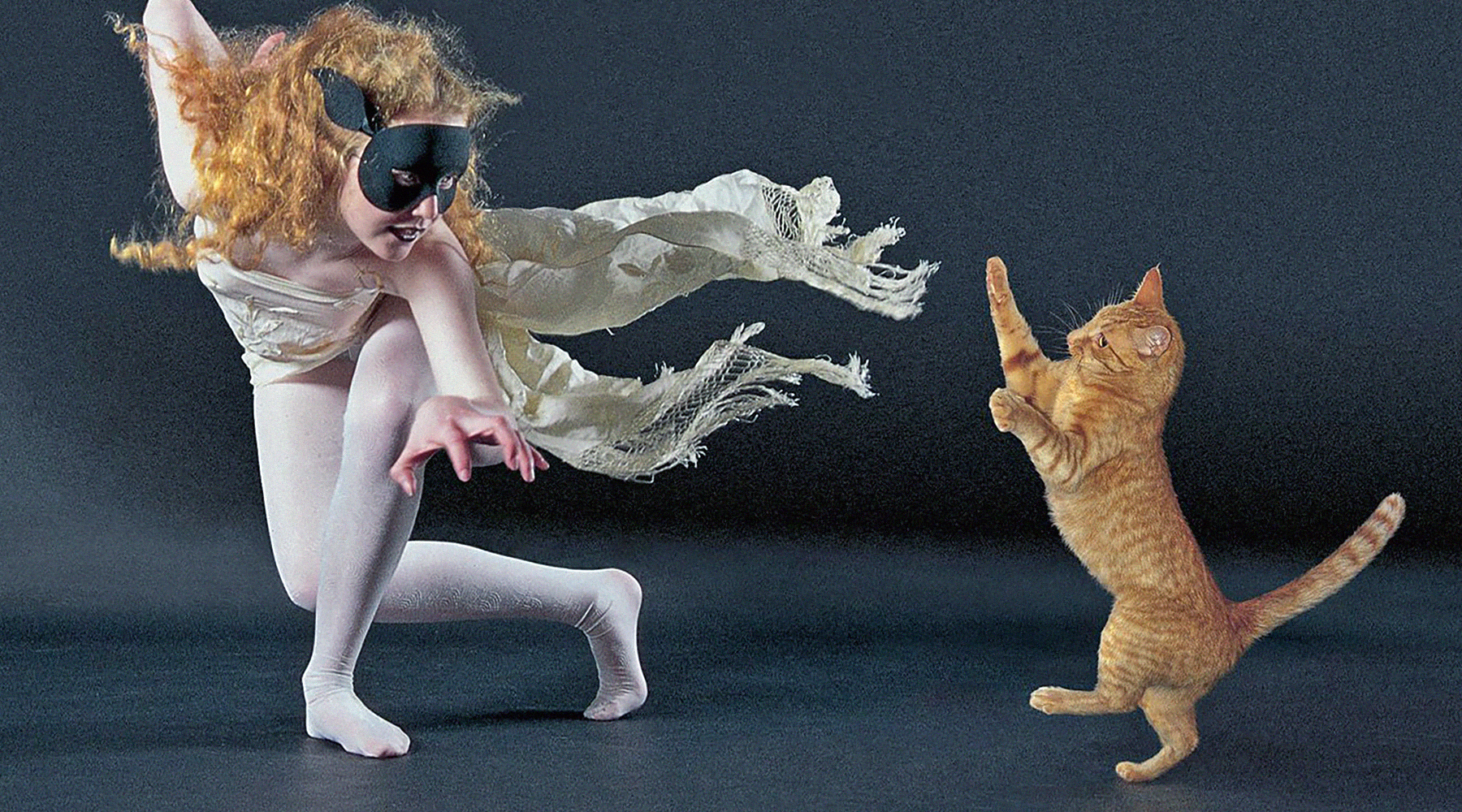 Маска песня танцы кот. Танцующий кот. Котенок танцует. Кошки танцоры. Танцующие кошки.